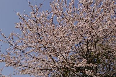 桜その２